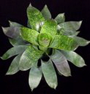 وریزیا گیگانتیا